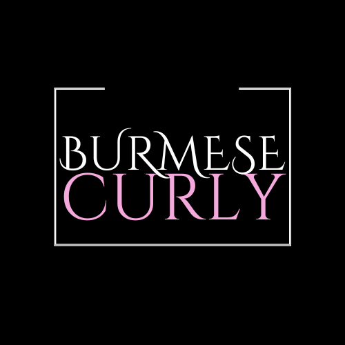 RAW BURMESE CURLY