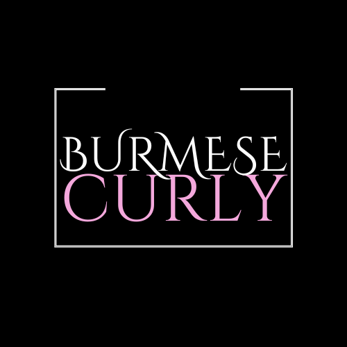 BURMESE CURLY